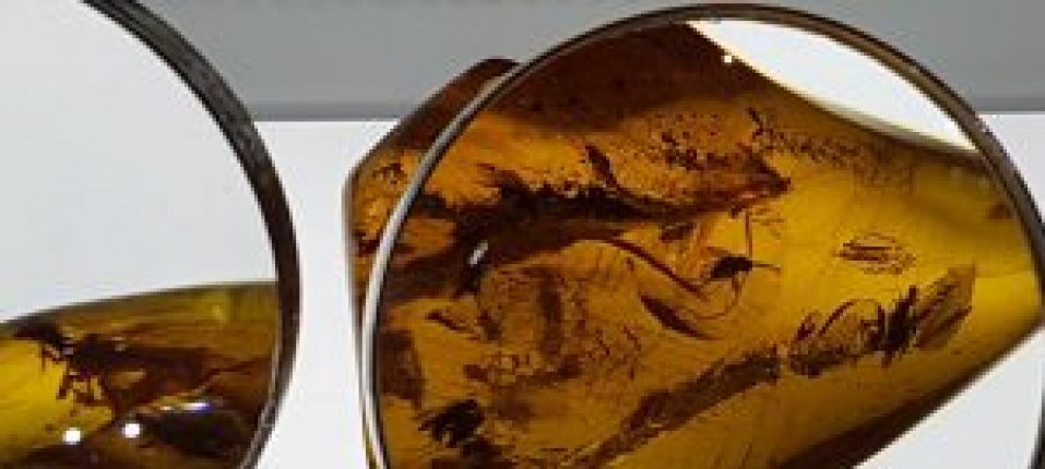 Baltic amber: a witness of history
